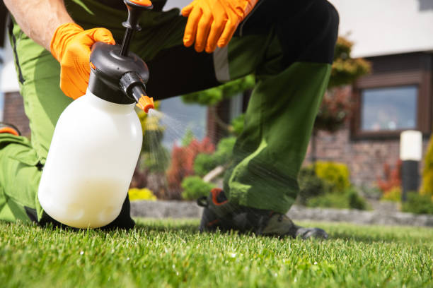 Best Flea Control Services  in Morrisville, NC