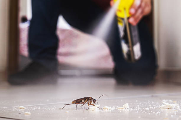 Wasp Removal Services in Morrisville, NC